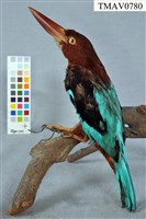 藏品(蒼翡翠)的圖片